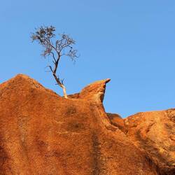 Überlebenskünstler