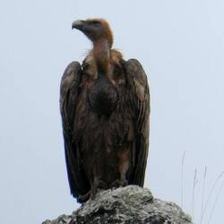Gåsegrib