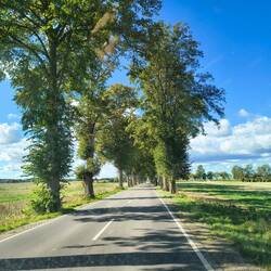 Allee auf der Fahrt durch das Hinterland