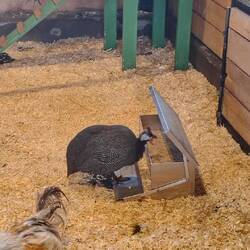 Der Deckel für die Futterbox öffnet sich nur wenn das Huhn auf das Pedal tritt