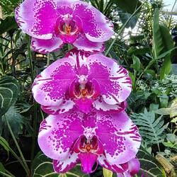 Wunderschöne Orchidee