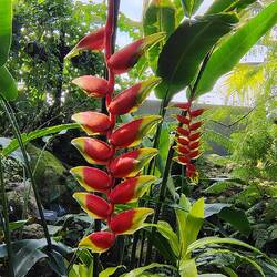 Falsche Paradiesvogelblume