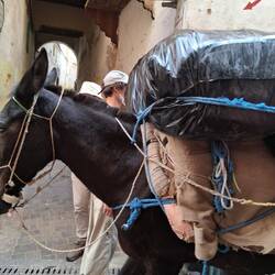 Die optimale Transportmöglichkeit.