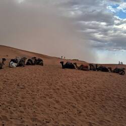 Die Dromedare warten schon.