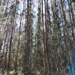 Eucalyptus Wald