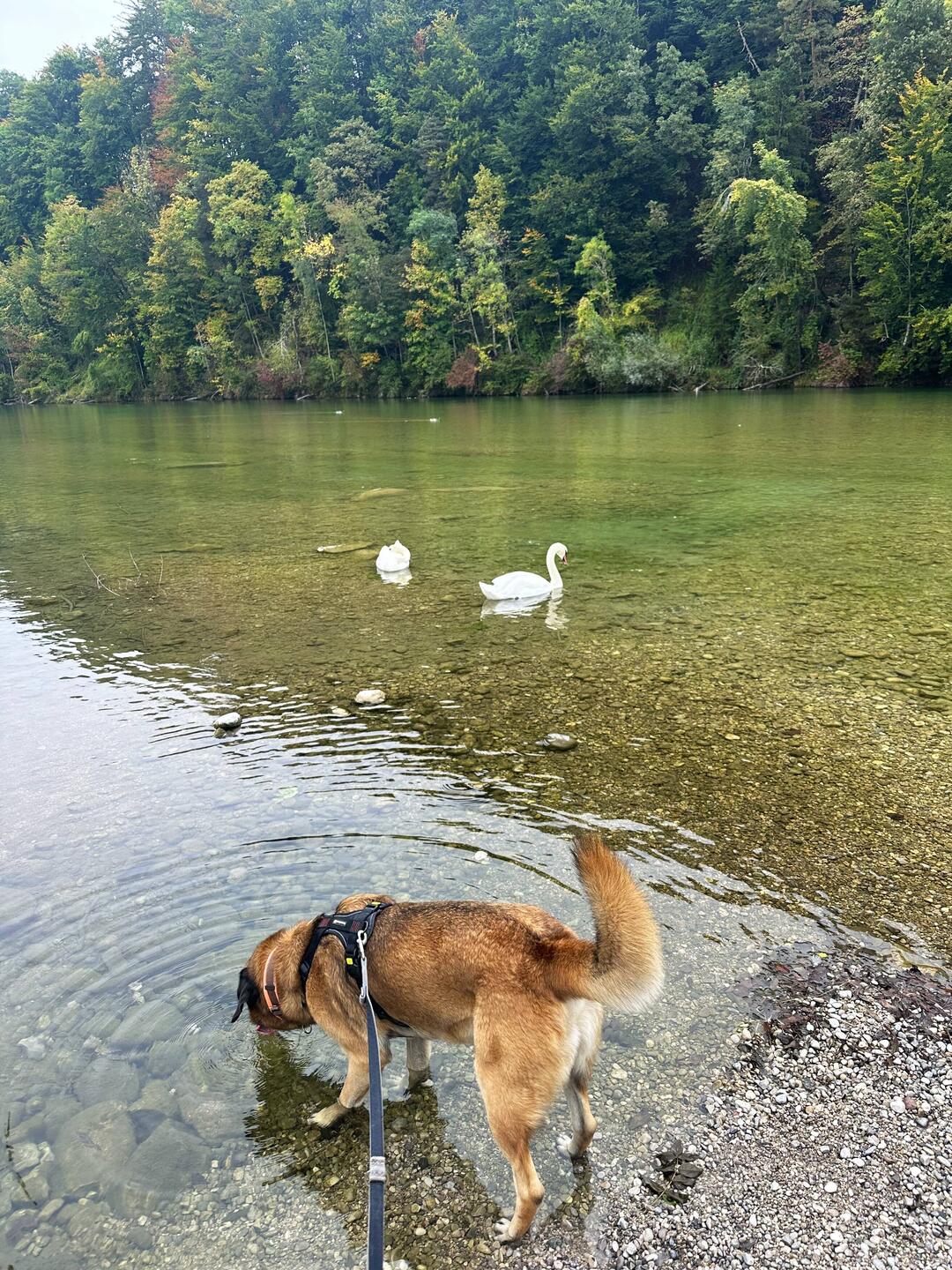 Hundeglück in der Isar
