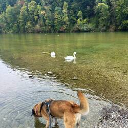 Hundeglück in der Isar