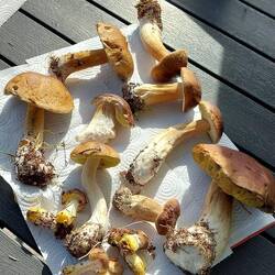 Ein paar Glücksfunde waren auch wieder dabei 🍄‍🟫