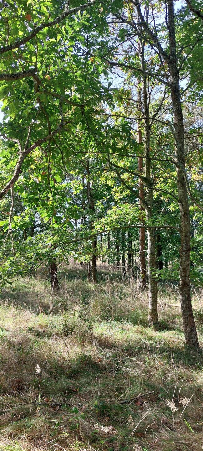 Ein super schönes und großes Waldstück...