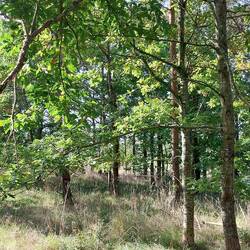 Ein super schönes und großes Waldstück...