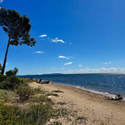 Plage des bois flottés, Bambo
