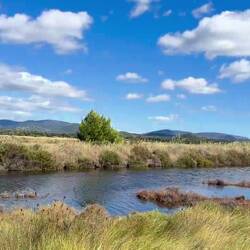Les vieux salins d'Hyères