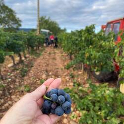I picked this little bundle off the ground and ate each one. 😄 So delicious & sweet!