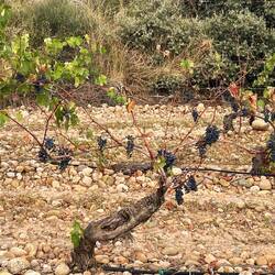 Even the vines that look dead bear beautiful fruit!