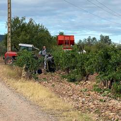 Harvesting the grapes 🍇