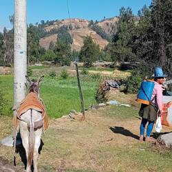 Young peasant woman and her donkey in traditional dress