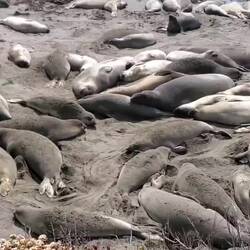 Um sich vor der Wärme zu schützen, bewerfen sich die Robben mit Sand.