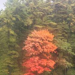 Pop of color along the shore