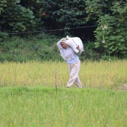 REISERNTE IST HARTE ARBEIT