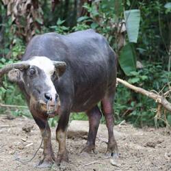 Der Stolz des Bauern