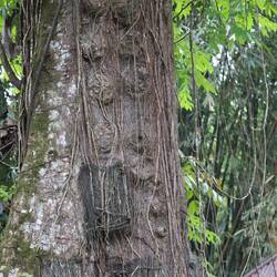 DIE ÖFFNUNG ZUM GRAB WÄCHST ZU