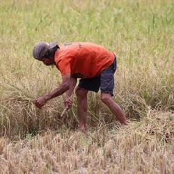 ALLES WIRD VON HAND GESCHNITTEN