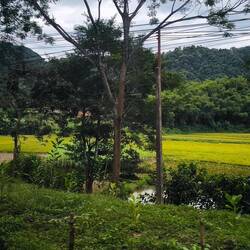 ...da hinten sieht man ein "blühendes" Reisfeld 💛