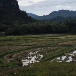 abgeerntete Reisfelder 🌾