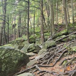 See the blue marker? This was the trail! Roots, rocks, ups and downs! Fun!!!
