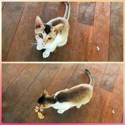 Oh,die arme Katze hat leider ein Auge verloren