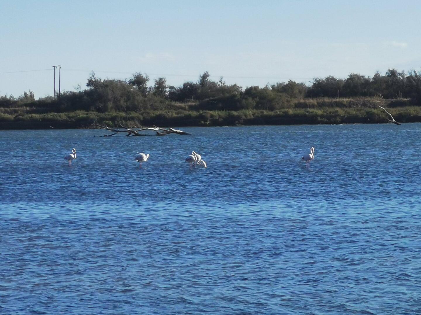 Flamingos in der Camargue