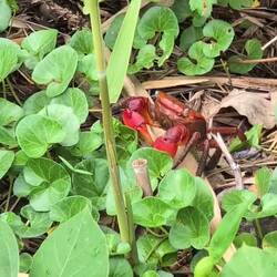 Krabbe am Weg zum Strand