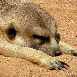 oder lieber so, wie das Erdmännchen