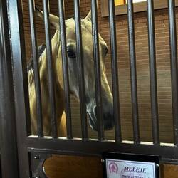Uniquely Turkmenistan golden horse