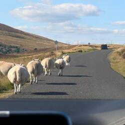 Langsamer geht es auf der Straße zu. Die eine Spur teilt man sich mit Schafen und dem Gegenverkehr