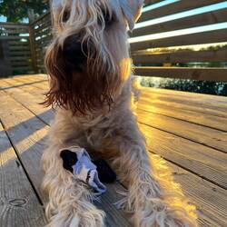 Der Socken 🧦 Dieb