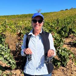 Delicious grapes fresh from the vines
