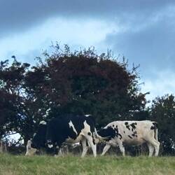 Blimey just miss this lot in the field 😳