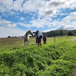 Beautiful friendly horses