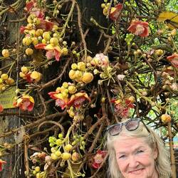 Ein Kanonenkugelbaum