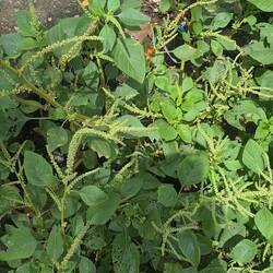 winzig kleine Bienen mögen diese Pflanzen, der Honig ist natürlich extrem teuer