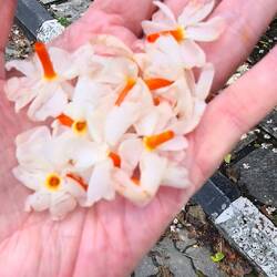 Blüten vom Trauerbaum