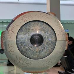 Auge in groß