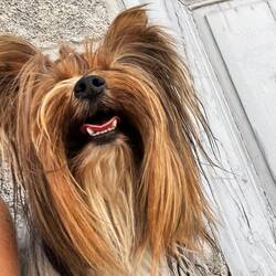 Whiskey you are a brave dog! 🥰