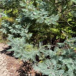 I love this tree. I wish I could ID it