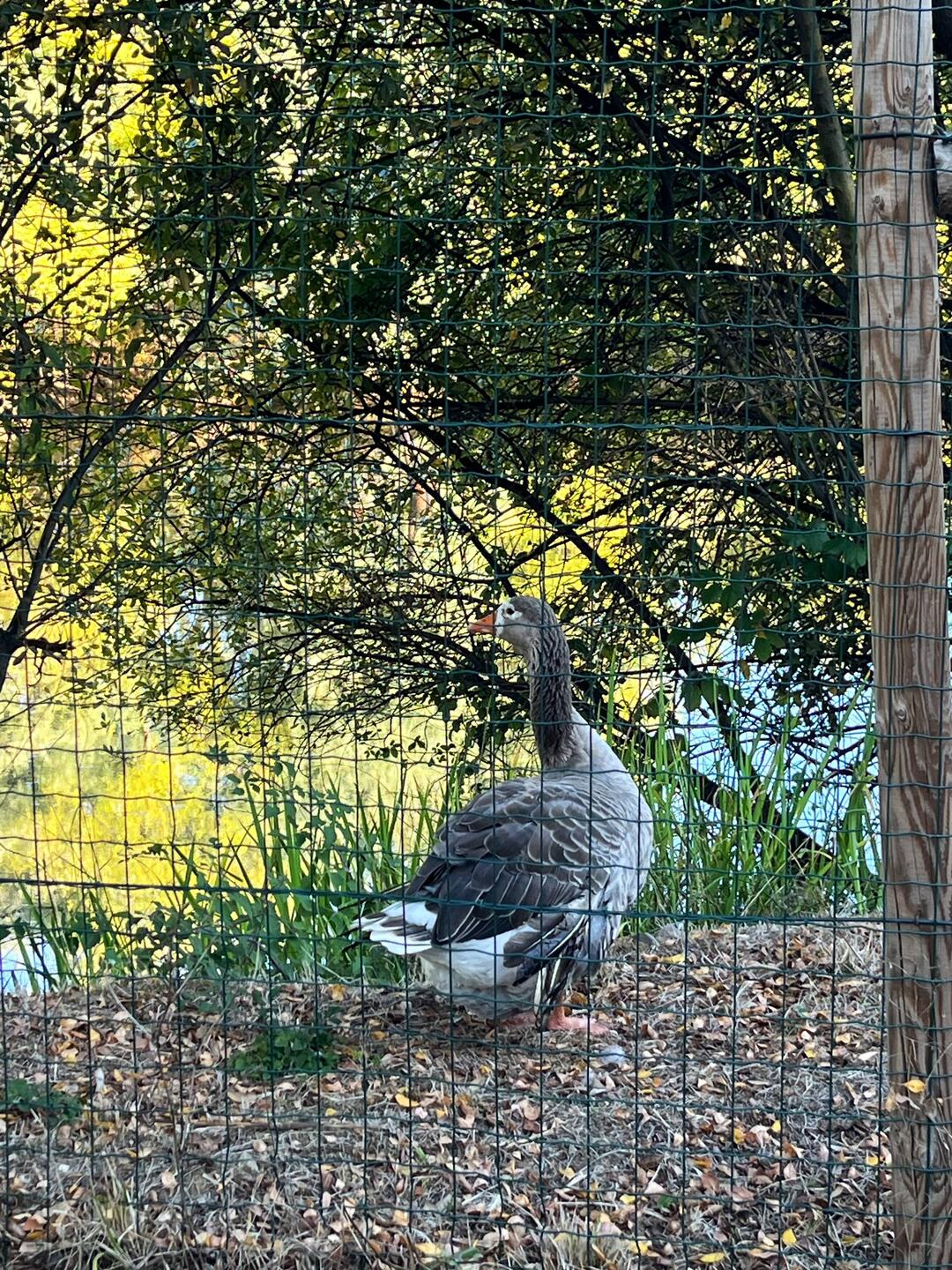 On the edge of the trail, and not afraid lol