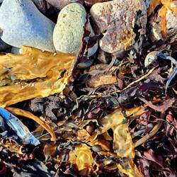 Die sind leider nicht mehr ganz frisch aber die Menge hier am Strand würde reichen um satt zu werden