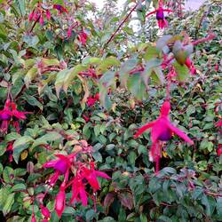 Die Fuchsien in Galway haben einen richtig lillanen Bauch