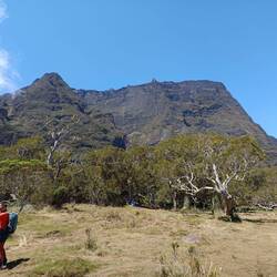 Dans la plaine des tamarins