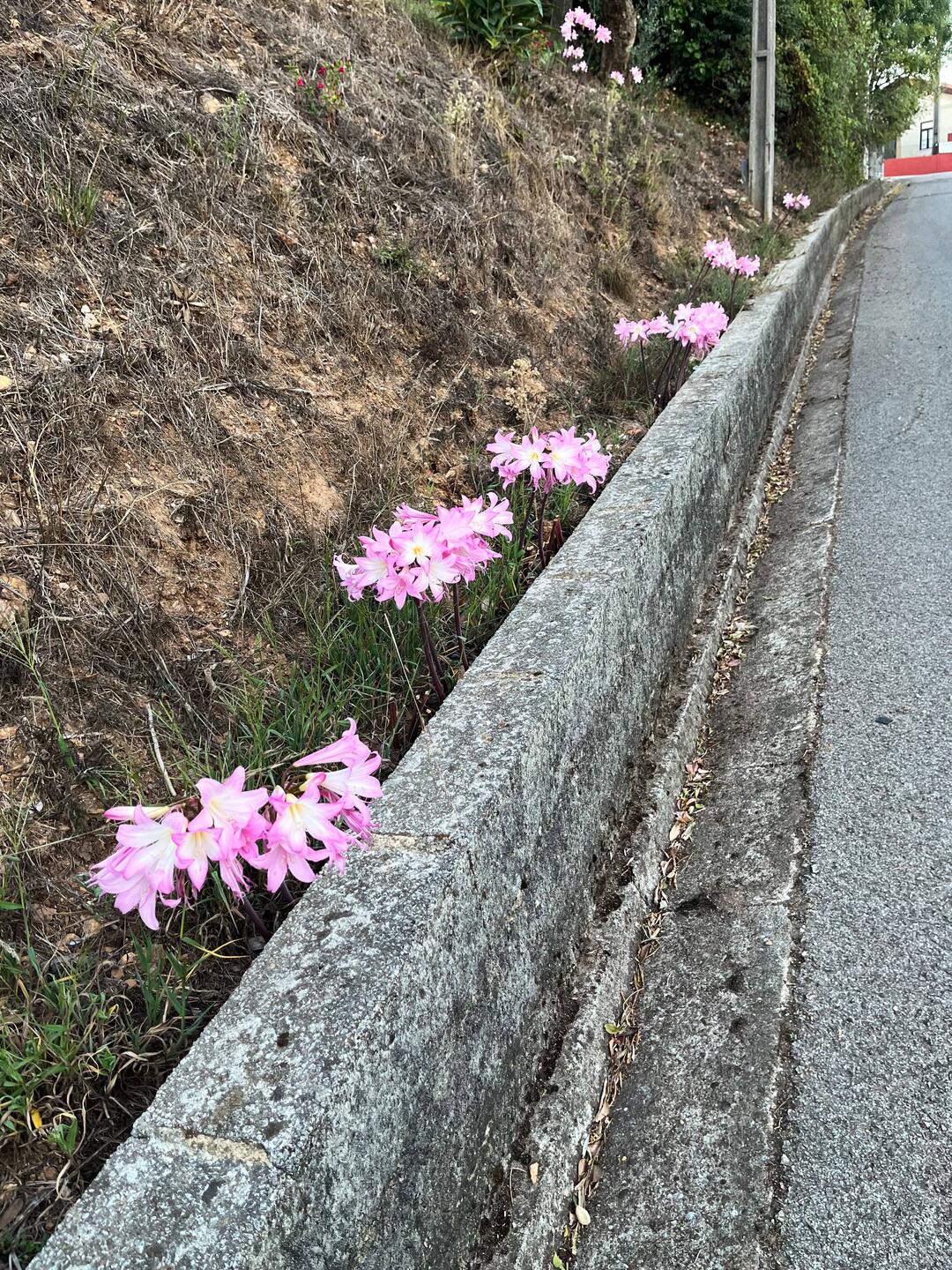 Beautiful flowers growing wild along the highway.